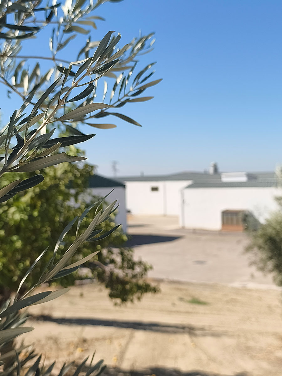 De la tradición al mañana: desafíos y  oportunidades del olivar en la Campiña de Jaén